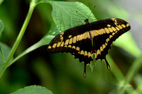 St Louis butterflies 5-21-19-15