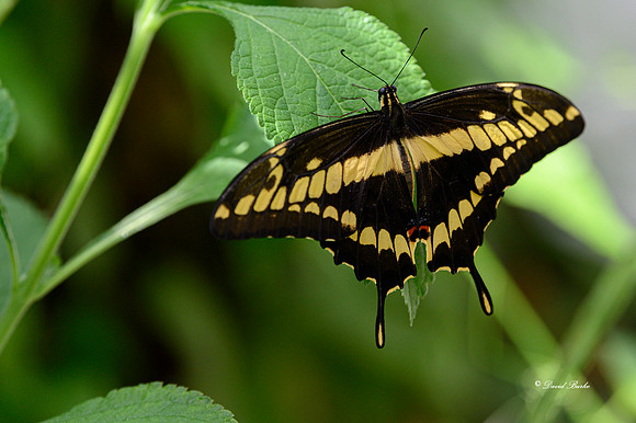 St Louis butterflies 5-21-19-15