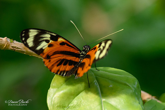 St Louis Butterfly House 2023-1-Edit