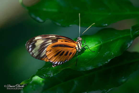 St Louis Butterfly House 2023-6-Edit
