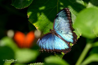 St Louis Butterfly House 2023-2-Edit