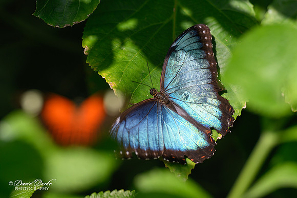 St Louis Butterfly House 2023-2-Edit