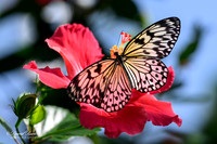 Butterflies