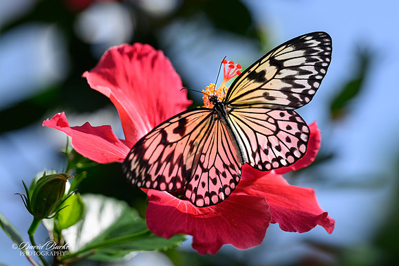 St Louis Butterfly House 2023-8