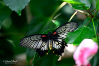 St Louis Butterfly House 2023-4-Edit