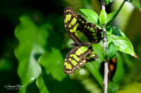 St Louis Butterfly House 2023-9-Edit