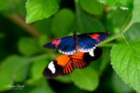 St Louis Butterfly House 2023-13-Edit