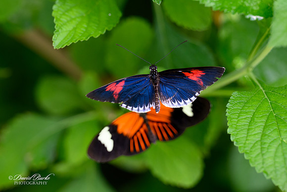 St Louis Butterfly House 2023-13-Edit