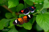 St Louis Butterfly House 2023-12-Edit