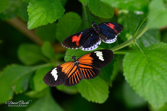 St Louis Butterfly House 2023-12-Edit