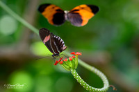 St Louis Butterfly House 2023-10-Edit