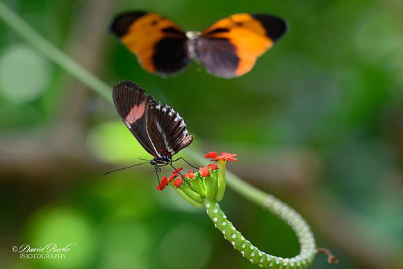 St Louis Butterfly House 2023-10-Edit
