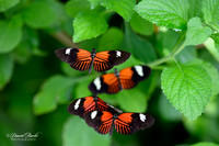 St Louis Butterfly House 2023-11-Edit