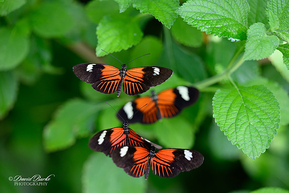 St Louis Butterfly House 2023-11-Edit