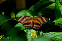 St Louis Butterfly House 2023-14-Edit