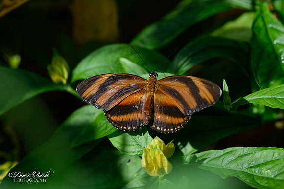 St Louis Butterfly House 2023-14-Edit