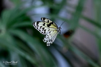 St Louis Butterfly House 2023-18-Edit