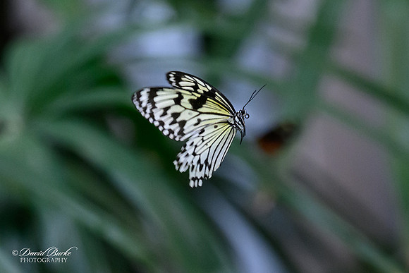 St Louis Butterfly House 2023-18-Edit