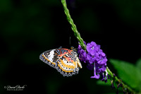 St Louis Butterfly House 2023-15-Edit