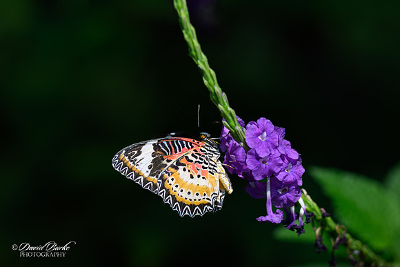 St Louis Butterfly House 2023-15-Edit