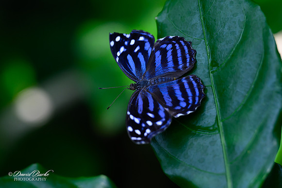 St Louis Butterfly House 2023-17-Edit