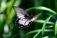 St Louis Butterfly House 2023-21-Edit