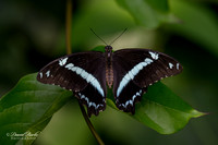 St Louis Butterfly House 2023-7-Edit