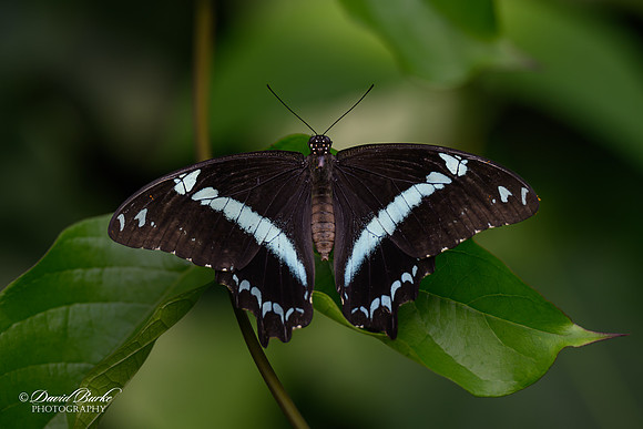 St Louis Butterfly House 2023-7-Edit