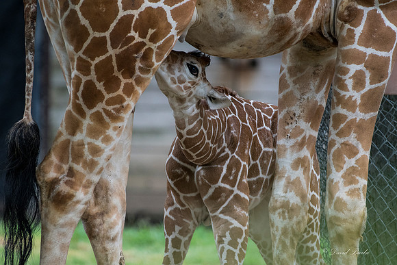 Ft Worth Zoo 6-19-17-58