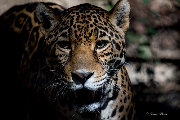 Ft Worth Zoo 2-23-17-39
