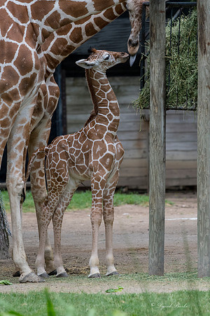 Ft Worth Zoo 6-19-17-63