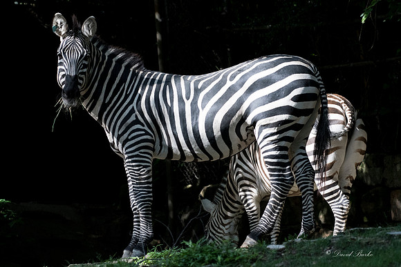Ft Worth Zoo 6-5-17-1