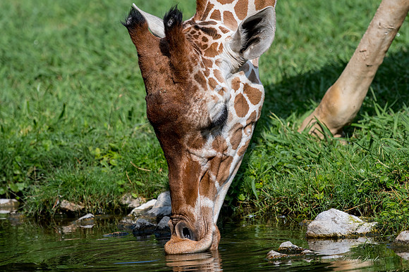 Ft Worth Zoo 6-5-17-12