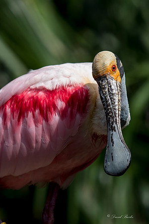 Ft Worth Zoo 6-5-17-26