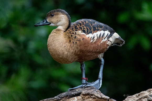 Ft Worth Zoo 6-19-17-64