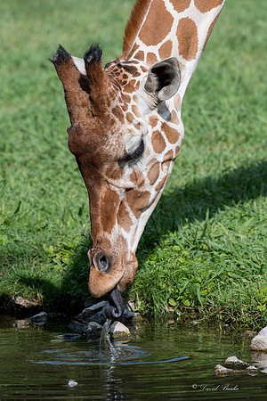 Ft Worth Zoo 6-5-17-9