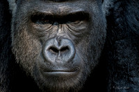 Zoo Animals
