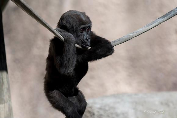 Ft Worth Zoo 2-23-17-6