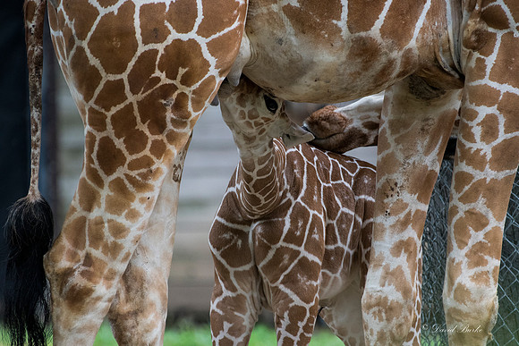 Ft Worth Zoo 6-19-17-55