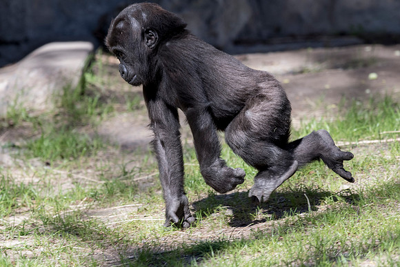Ft Worth Zoo 2-23-17-2