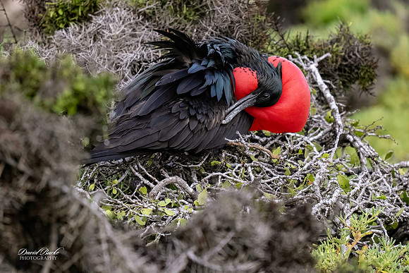 Galapagos Islands 2025-30-Edit