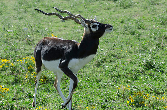 Fossil Rim-12