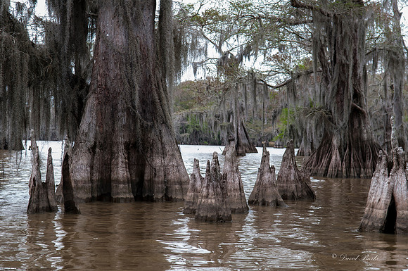 Swamp -54