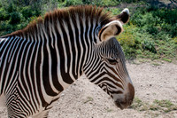 Fossil Rim-23