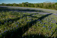 Bluebonnets - Ennis 2014-60