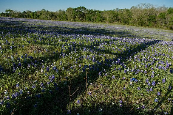 Bluebonnets - Ennis 2014-60