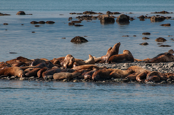 Whale Watching-35