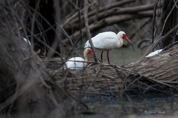 Swamp -5