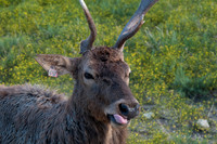 Fossil Rim-93