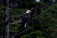 Eagle and Totem Tour-26